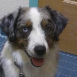 Risk - Miniature American Shepherd