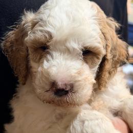 Red collar - Frodo - Cream male Goldendoodle puppy in Mc Cook, Nebraska from Powers Doodles