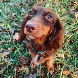 Hershey - Dachshund