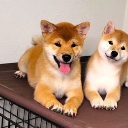 Shiba Inu Puppies from Shiba Inu of Matrix