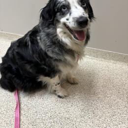 Oaklee - Miniature Australian Shepherd