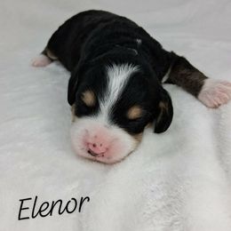 Elenor - Tri-color female Bernedoodle puppy in Eau Claire, Wisconsin from Fisher River Doodle's