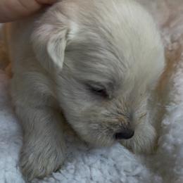 Ellie - White female Miniature Schnauzer puppy in Hull, Georgia from Ardent Miniature Schnauzers of Athens