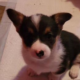Girl 6 - Pembroke Welsh Corgi puppy in Smithville, Texas from Kat's Corgi's