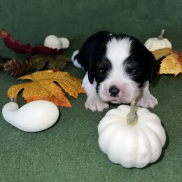 Bentley - Tri-color male Cavalier King Charles Spaniel puppy in Avoca, New York from Palladino’s Cavaliers of Upstate NY