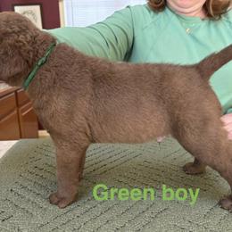 Chesapeake Bay Retriever Puppies from Marshpoint Gun Dogs