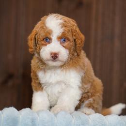 Peyton - Yellow and white female Bernedoodle puppy in Dundee, Ohio from Down Home Doodle