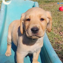 Mr Green - Yellow male Labrador Retriever puppy in Elloree, South Carolina from Moonlight Kennels LLC