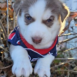 Rusty (Green) - Brown and white male Siberian Husky puppy in Springfield, Massachusetts from 16acreshuskies