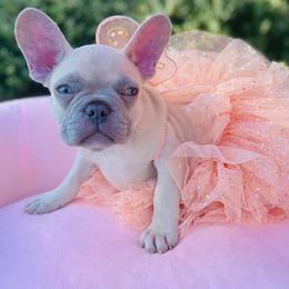 Bulldog and French Bulldog Puppies from Fancy Like Frenchies