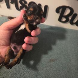 Enzo - Blue and gold male Yorkshire Terrier puppy in Clermont, Florida from Bella's Prissy Butts
