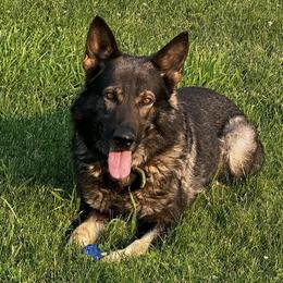 Thor - German Shepherd