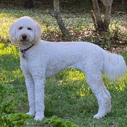 Goldendoodle, Labradoodle, and Poodle All Grown Up from Sugar Fig Kennel