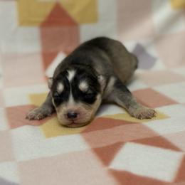 Alex - Gray and white male Siberian Husky puppy in London, Ohio from Rose Trail Siberian’s