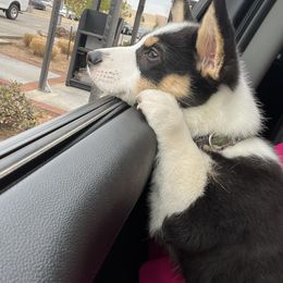 Pembroke Welsh Corgi Puppies from Loves Classic Corgis