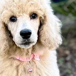 Miss Pink Collar - Cream female Poodle puppy in Screven, Georgia from Dreamland Standard Poodles
