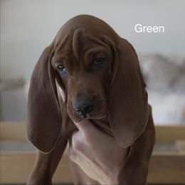 Green Boy - Red male Redbone Coonhound puppy in Shreveport, Louisiana from BAFERD Kennels