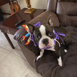 Boston Terrier Puppies from I Love Pups