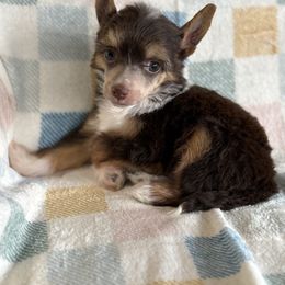 Reese - Chocolate male Chinese Crested puppy in Aberdeen, Idaho from Willow Creek Cresteds