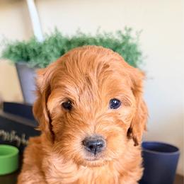 Pink tiny - Apricot female Goldendoodle puppy in Mesa, Arizona from Tails and Trails Doodles