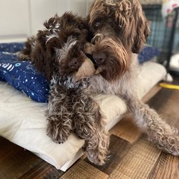 Wirehaired Pointing Griffon Puppies from Pine Barren Griffons