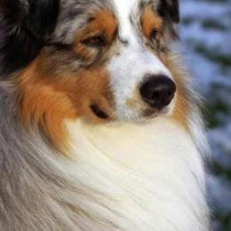 Australian Shepherd All Grown Up from Crofton Australian Shepherds