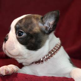 Boston Terrier Puppies from I Love Pups