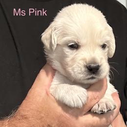 Ms. Pink - Light golden female Golden Retriever puppy in Crestview, Florida from Pushin’ Sand Goldens