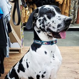 Lady - Great Dane