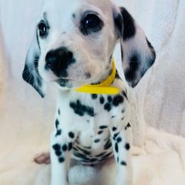 Miss Yellow - White and black female Dalmatian puppy in Chehalis, Washington from Dalmatian Vacation