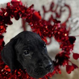 Blue Collar Male - Black and white male Great Dane puppy in Wimberley, Texas from Heart of Texas Great Danes
