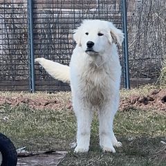 Yondu (red) - White Maremma Sheepdog puppy in Shiocton, Wisconsin from White Star Acres