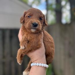 Kiara - Red  female Goldendoodle puppy in Jacksonville, Florida from Dandelion Doodles