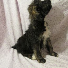 Aussiedoodle, Australian Shepherd, and Poodle Puppies from Kay Kay's Pupper Patch