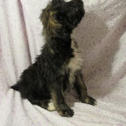 Aussiedoodle, Australian Shepherd, and Poodle Puppies from Kay Kay's Pupper Patch