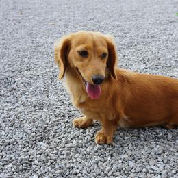 Daphne - Dachshund