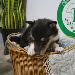 Cavern - Black white and tan male Collie puppy in Versailles, Indiana from Circle H Farm
