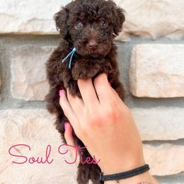 Soul Ties - Chocolate male Goldendoodle puppy in Middletown, Ohio from Lady Doodle Farm