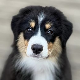 Truffle - Australian Shepherd puppy in Hillsboro, Oregon from Legato Aussies
