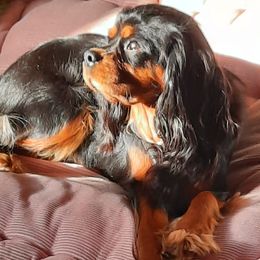 FREYAH - Cavalier King Charles Spaniel