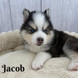 Jacob - Black and white male Pomsky puppy in Eastman, Georgia from Once Upon A Pomsky
