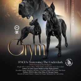 Grym - Great Dane