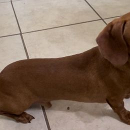 Dachshunds from DJUO