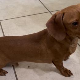 Dachshunds from DJUO
