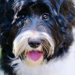 Ellie - Australian Labradoodle