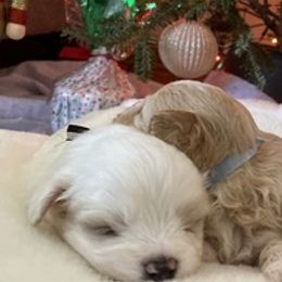Maltipoos from Steel City Maltipoo