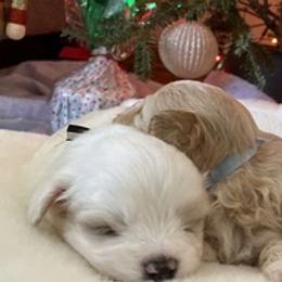Maltipoos from Steel City Maltipoo