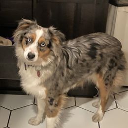 Angel - Miniature Australian Shepherd