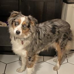 Angel - Miniature Australian Shepherd
