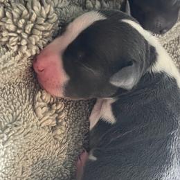 Girl 2 - White and blue female Italian Greyhound puppy in Brooksville, Florida from Fisher Link